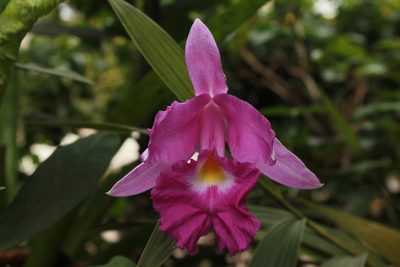 Sobralia macrantha, photographed by Victor De la Cruz
