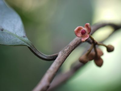 Knema attenuata, photographed by Dinesh Valke