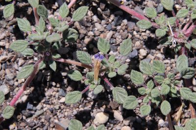 Tiquilia nuttallii, photographed by Millie Basden