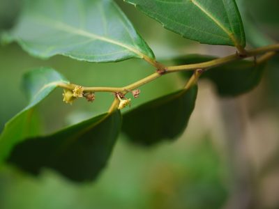 Smythea bombaiensis, photographed by Dinesh Valke