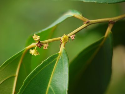 Smythea bombaiensis, photographed by Dinesh Valke