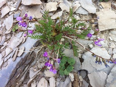Astragalus bourgovii, photographed by Allan Harris