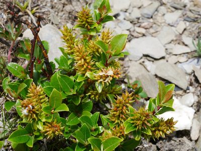 Salix taiwanalpina, photographed by Jacy Chen