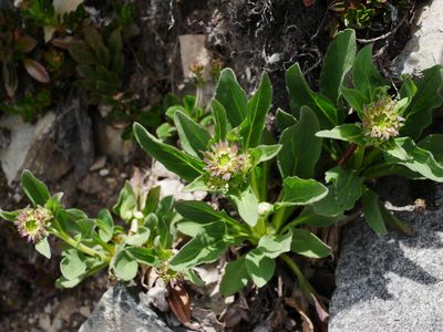 Aster takasagomontanus, photographed by Jacy Chen