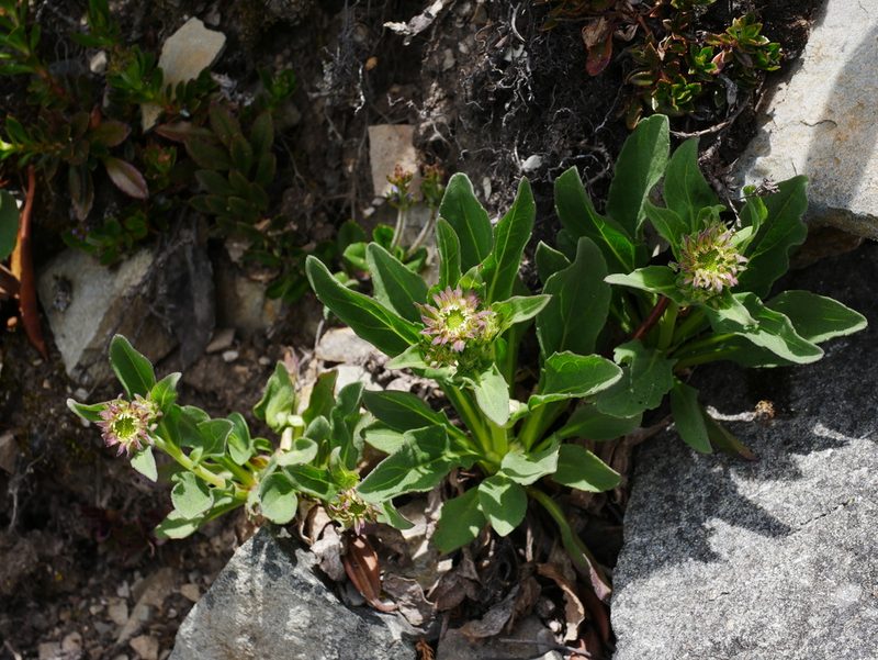 Aster takasagomontanus, photographed by Jacy Chen