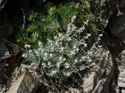 Artemisia kawakamii, photographed by Jacy Chen