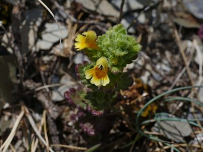 Euphrasia nankotaizanensis, photographed by Jacy Chen