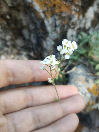 Draba podolica, photographed by Евгений Егорейченков