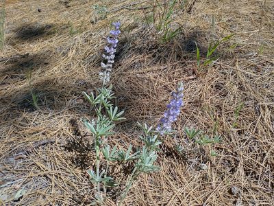 Lupinus argenteus, photographed by Drew Meyer