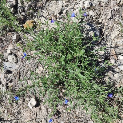 Lithodora fruticosa, photographed by Quentin Groom