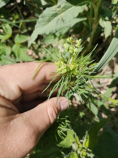 Chaerophyllum prescottii, photographed by Евгений Егорейченков
