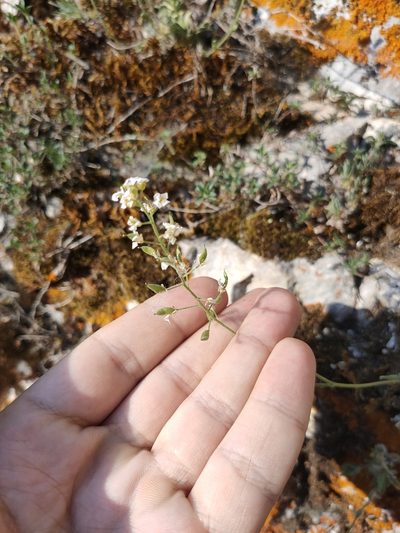 Draba podolica, photographed by Евгений Егорейченков
