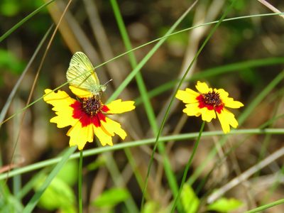 Coreopsis basalis, photographed by Annika Lindqvist