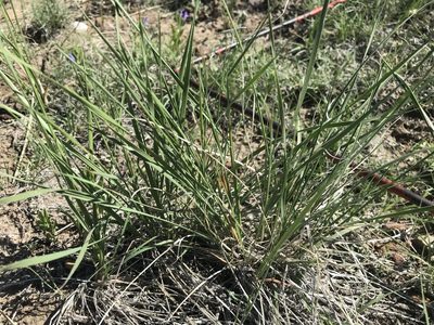 Elymus elymoides, photographed by Ryan Donnelly