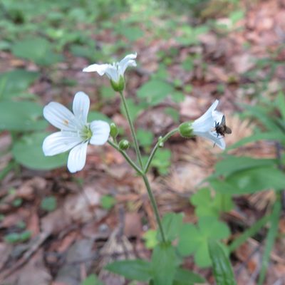 Cerastium pauciflorum, photographed by Марина