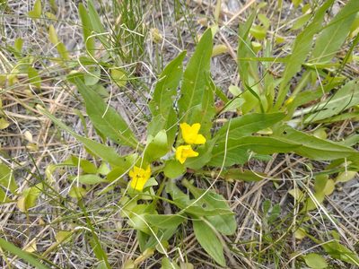 Taraxia subacaulis, photographed by Drew Meyer