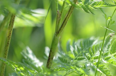 Chaerophyllum aureum, photographed by nicoweg
