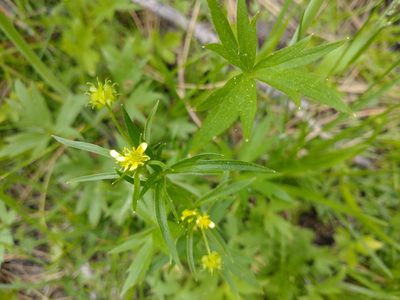 Ranunculus uncinatus, photographed by Drew Meyer
