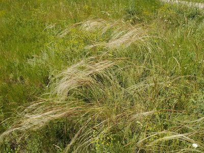 Stipa pulcherrima, photographed by Roman