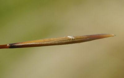 Stipa pulcherrima, photographed by Roman
