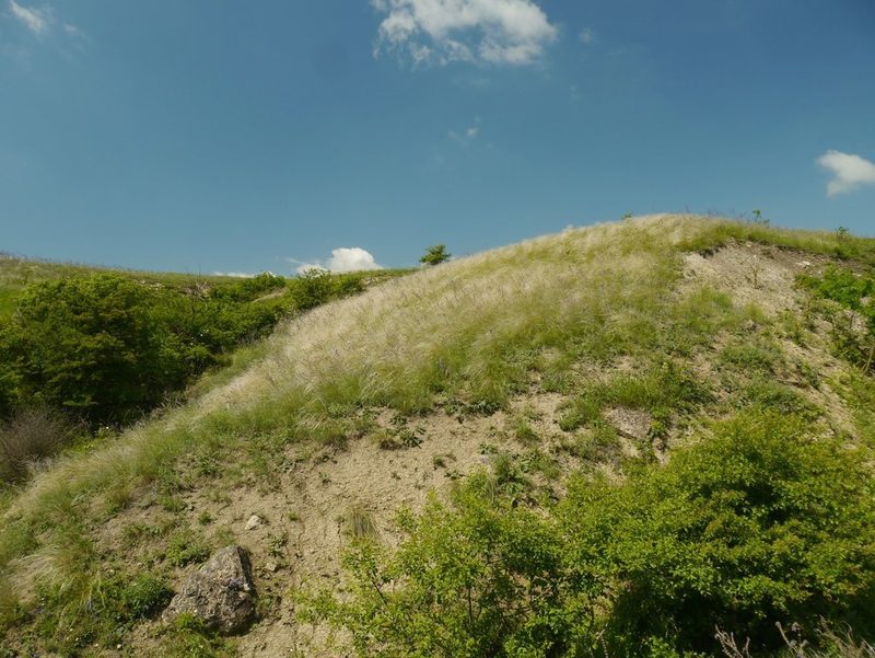Stipa dasyphylla, photographed by Roman