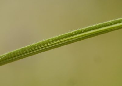Stipa dasyphylla, photographed by Roman