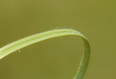 Stipa dasyphylla, photographed by Roman