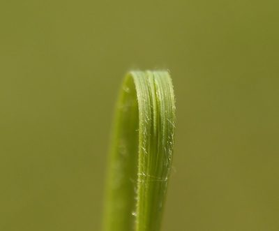 Stipa dasyphylla, photographed by Roman