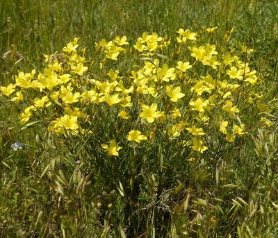 Linum czernjajevii, photographed by Roman