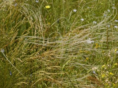 Stipa dasyphylla, photographed by Roman