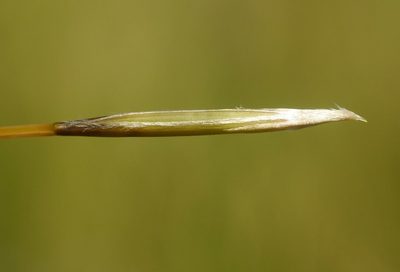 Stipa dasyphylla, photographed by Roman