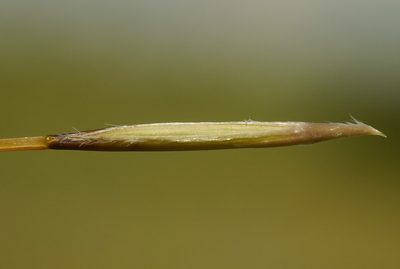 Stipa dasyphylla, photographed by Roman