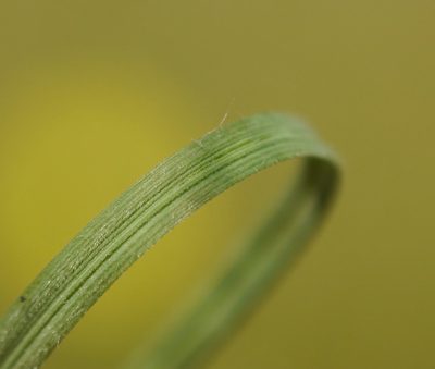 Stipa dasyphylla, photographed by Roman