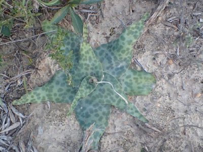 Ledebouria ensifolia, photographed by Nicola van Berkel