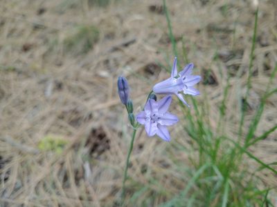 Triteleia grandiflora, photographed by Drew Meyer