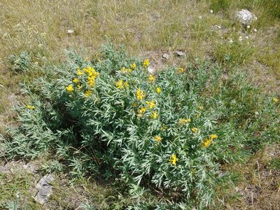 Thermopsis montana, photographed by Drew Meyer