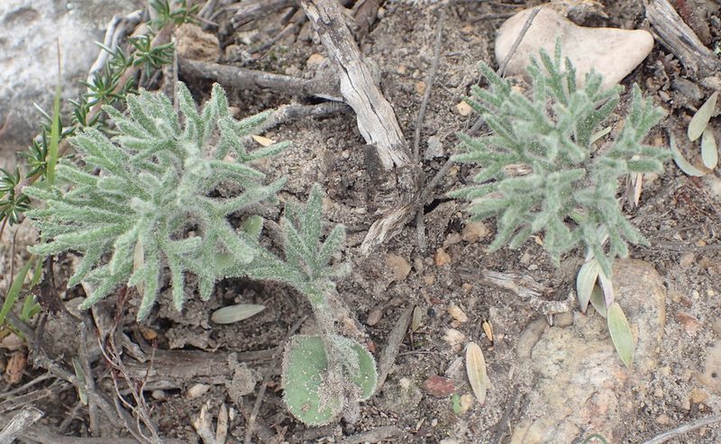 Eriospermum dregei, photographed by Nicola van Berkel
