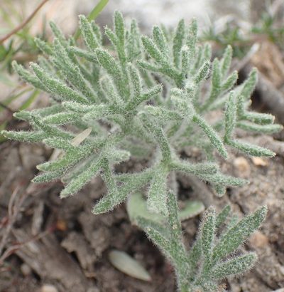 Eriospermum dregei, photographed by Nicola van Berkel