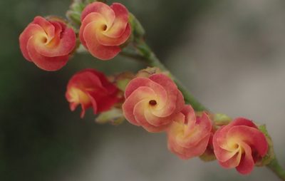 Hermannia flammea, photographed by Nicola van Berkel
