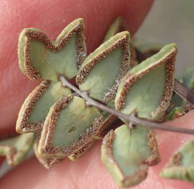 Choristosoria leucomelas, photographed by Nicola van Berkel