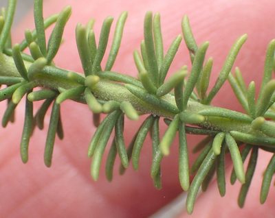 Selago dolosa, photographed by Nicola van Berkel