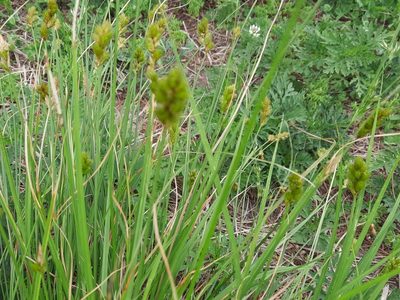 Carex scoparia, photographed by Jean Sorensen