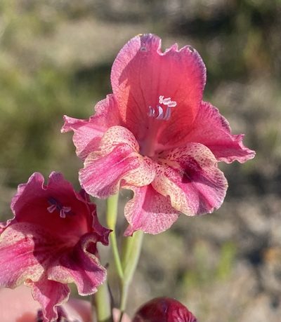 Gladiolus guthriei, photographed by Dave U