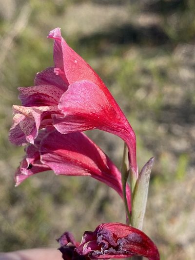 Gladiolus guthriei, photographed by Dave U