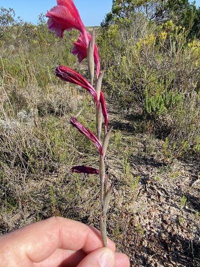 Gladiolus guthriei, photographed by Dave U