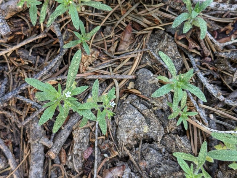 Allophyllum integrifolium, photographed by mgentile