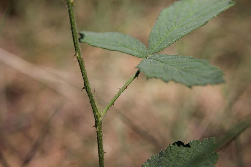 Rubus canescens, photographed by Olivier Argagnon