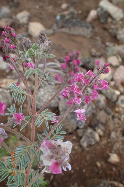 Lessertia perennans, photographed by Peter Warren