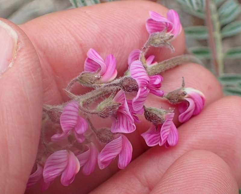 Lessertia perennans, photographed by Peter Warren