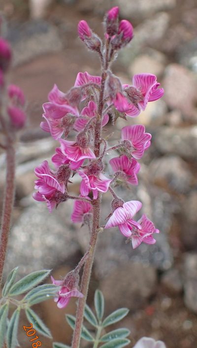 Lessertia perennans, photographed by Peter Warren